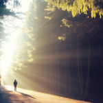 A lone person walks down a sunlit forest path. Sunlight filters through tall trees, creating a serene and contemplative atmosphere.